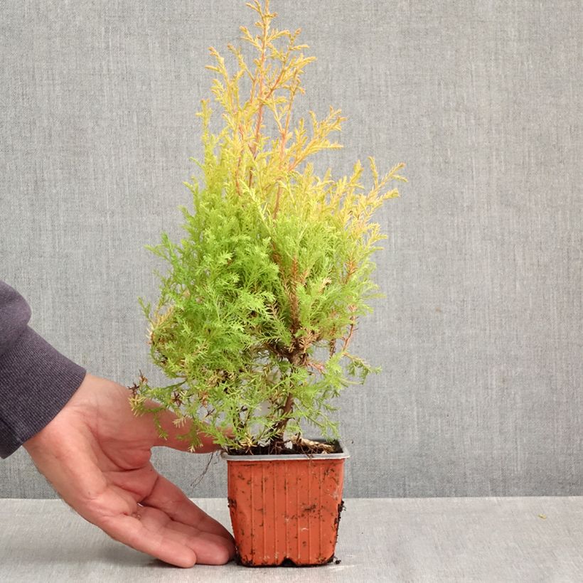 Exemplaar van Thuja occidentalis Rheingold - Westerse levensboom Kweekpotje van 8/9 cm zoals geleverd in de herfst