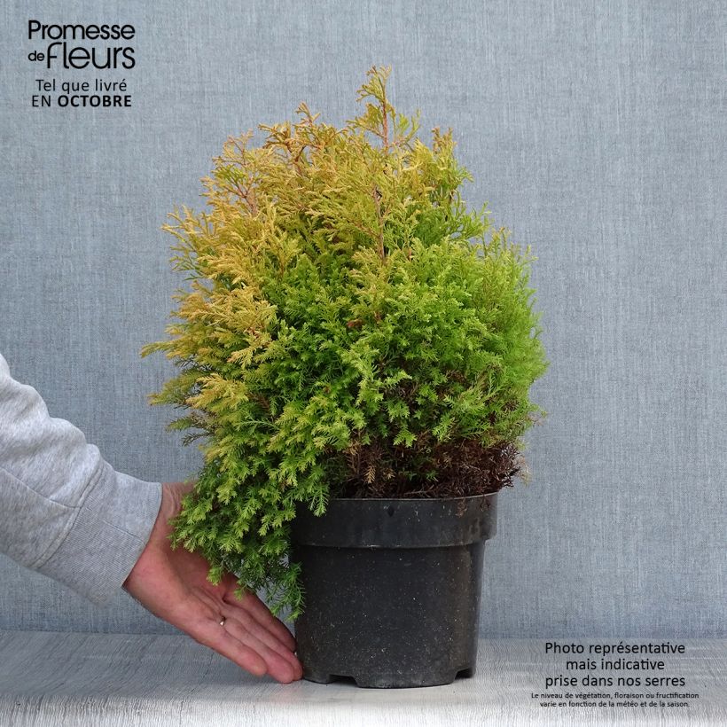 Exemplaar van Thuja occidentalis Rheingold - Westerse levensboom Pot van 2 l/3 l zoals geleverd in de herfst