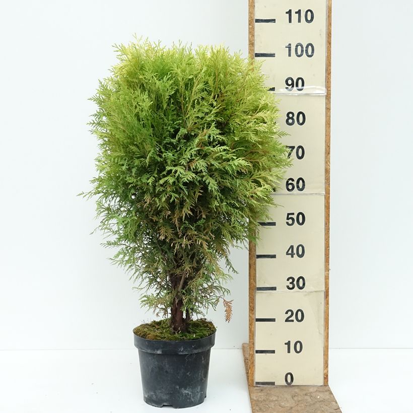 Exemplaar van Thuja occidentalis Selena - Westerse levensboom Pot van 7,5 l/10 l zoals geleverd in de zomer