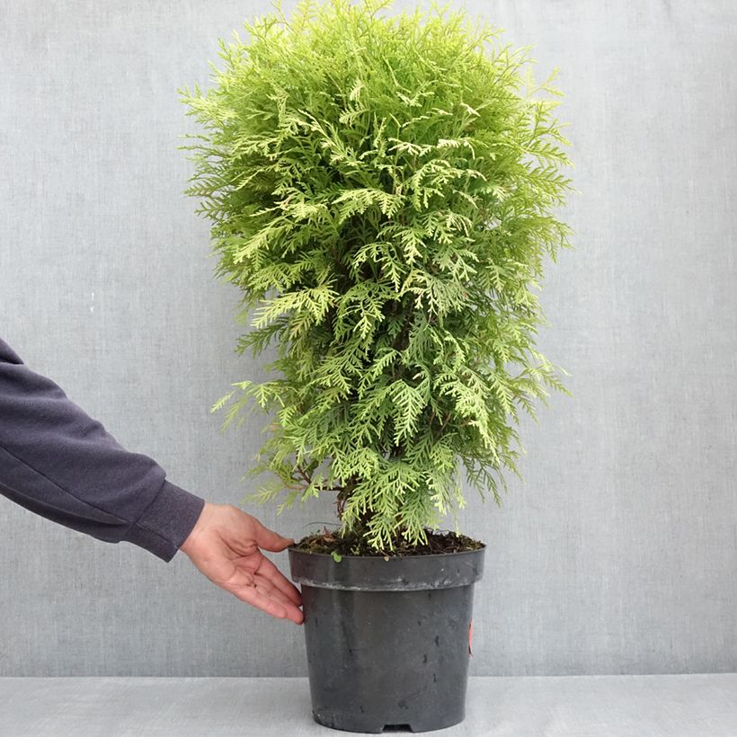 Exemplaar van Thuja occidentalis Selena - Westerse levensboom Pot van 7,5 l/10 l zoals geleverd in de lente