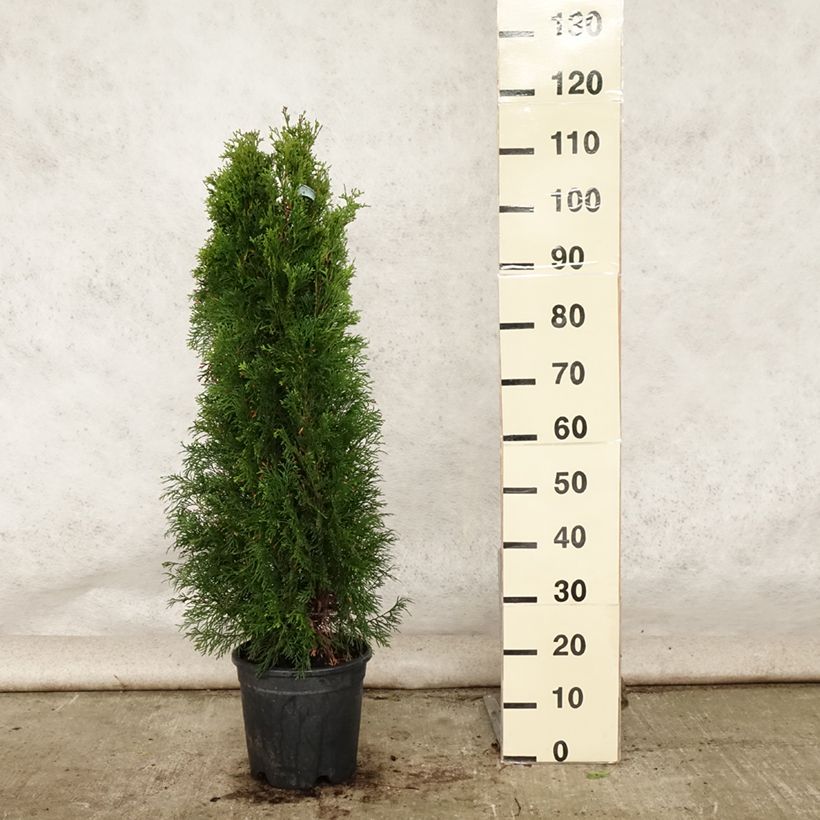 Exemplaar van Thuja occidentalis Smaragd - Westerse levensboom Pot van 7,5 l/10 l zoals geleverd in de zomer