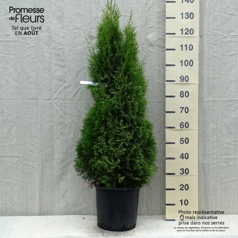 Exemplaar van Thuja occidentalis Smaragd - Westerse levensboom Pot van 12 l/15 l zoals geleverd in de zomer