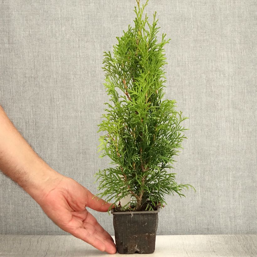 Exemplaar van Thuja occidentalis Smaragd - Westerse levensboom Kweekpotje van 8/9 cm zoals geleverd in de zomer