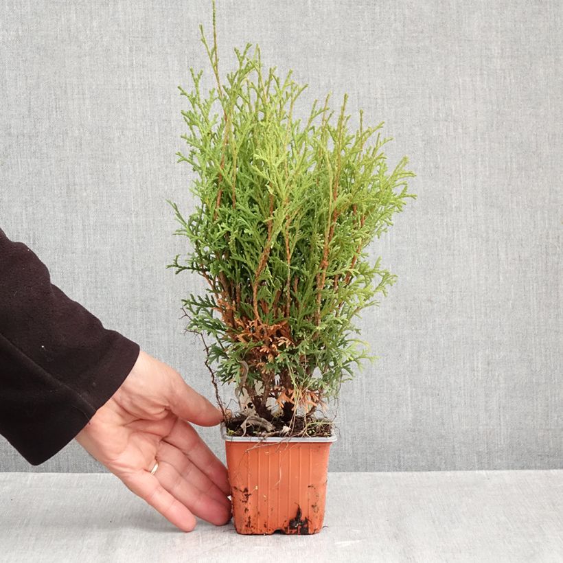 Exemplaar van Thuja occidentalis Tiny Tim - Westerse levensboom Kweekpotje van 8/9 cm zoals geleverd in de herfst