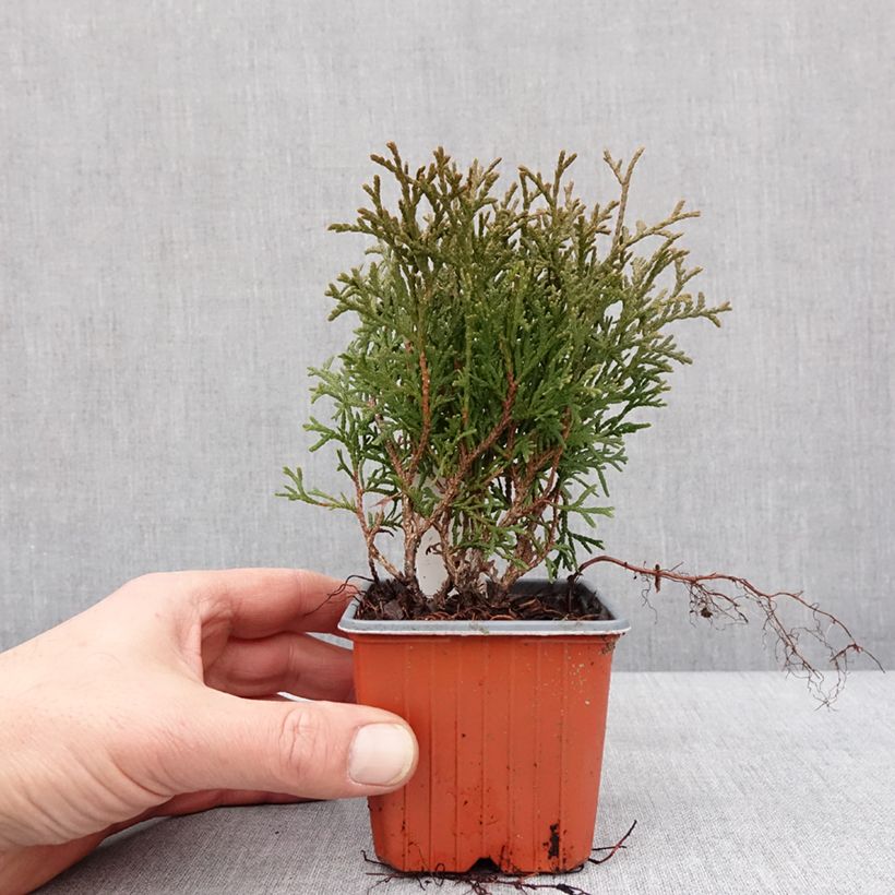 Exemplaar van Thuya du Canada - Thuja occidentalis Tiny Tim Godet de 8/9 cm zoals geleverd in de winter