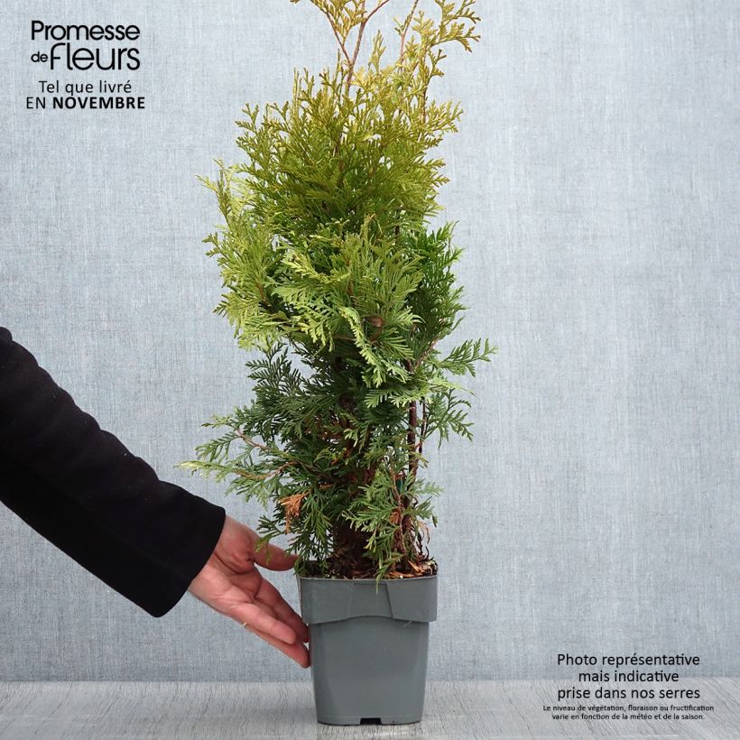 Exemplaar van Thuja occidentalis Yellow Ribbon - Westerse levensboom Pot van 2 l/3 l zoals geleverd in de herfst