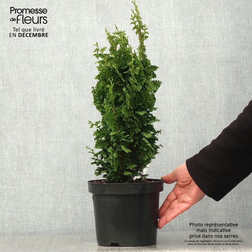 Exemplaar van Thuja occidentalis Zmatlik - Westerse levensboom Pot van 3 l/4 l zoals geleverd in de herfst