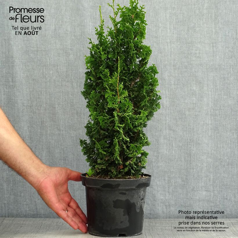 Exemplaar van Thuja occidentalis Zmatlik - Westerse levensboom Pot van 3 l/4 l zoals geleverd in de zomer