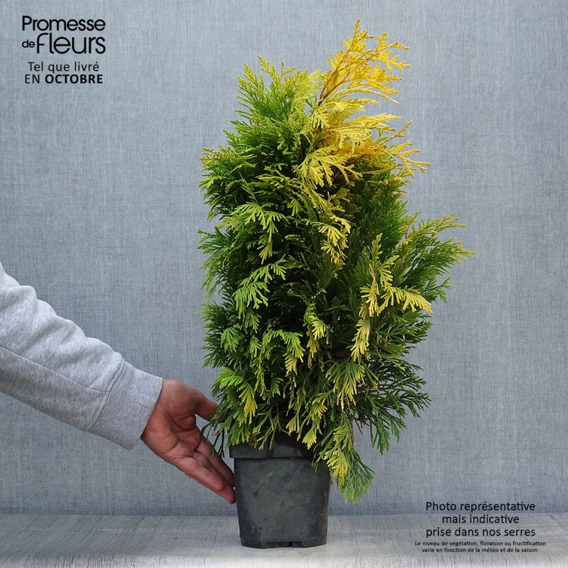 Exemplaar van Thuja plicata 4 Ever Goldy - Reuzenlevensboom Pot van 2 l/3 l zoals geleverd in de herfst