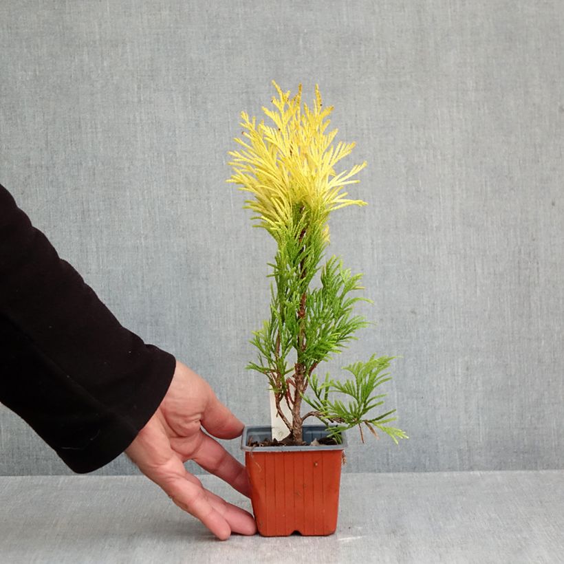 Exemplaar van Thuja plicata 4 Ever Goldy - Reuzenlevensboom Kweekpotje van 8/9 cm zoals geleverd in de herfst