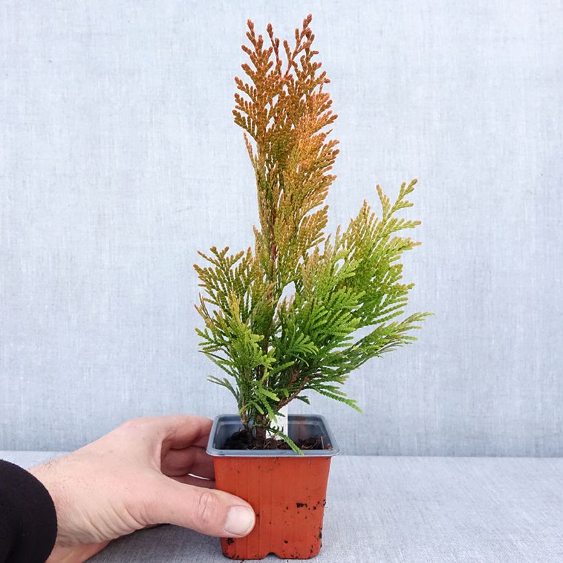 Exemplaar van Thuya géant - Thuja plicata 4 Ever Goldy Godet de 8/9 cm zoals geleverd in de winter