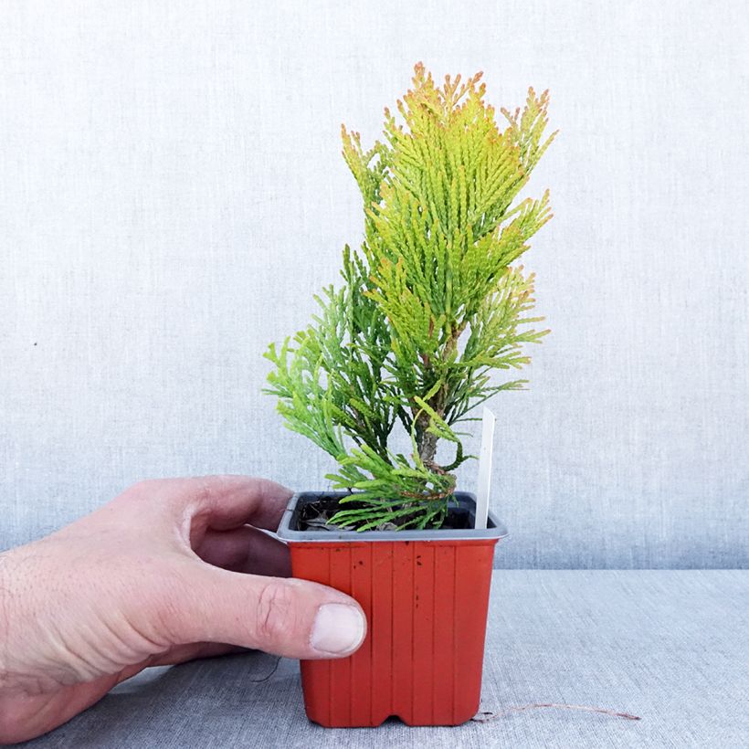 Example of Thuja plicata 4 Ever Goldy - Reuzenlevensboom Kweekpotje van 8/9 cm as you get in printemps