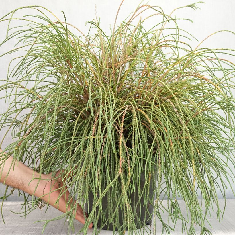 Exemplaar van Thuja plicata Whipcord - Reuzenlevensboom Pot van 7,5 l/10 l zoals geleverd in de zomer