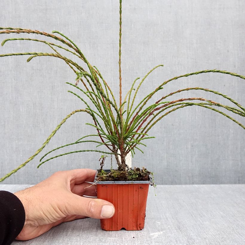 Exemplaar van Thuja plicata Whipcord - Reuzenlevensboom Kweekpotje van 8/9 cm zoals geleverd in de herfst