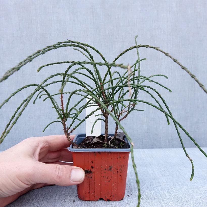 Exemplaar van Thuja plicata Whipcord - Reuzenlevensboom Kweekpotje van 8/9 cm zoals geleverd in de winter