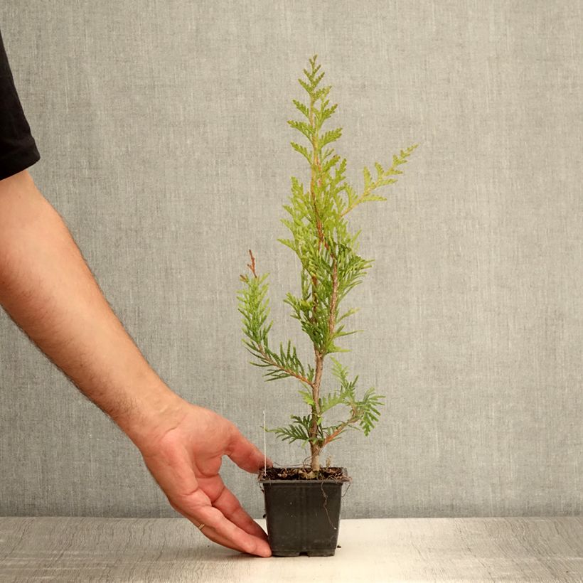 Exemplaar van Thuja plicata Atrovirens - Reuzenlevensboom Kweekpotje van 8/9 cm zoals geleverd in de zomer