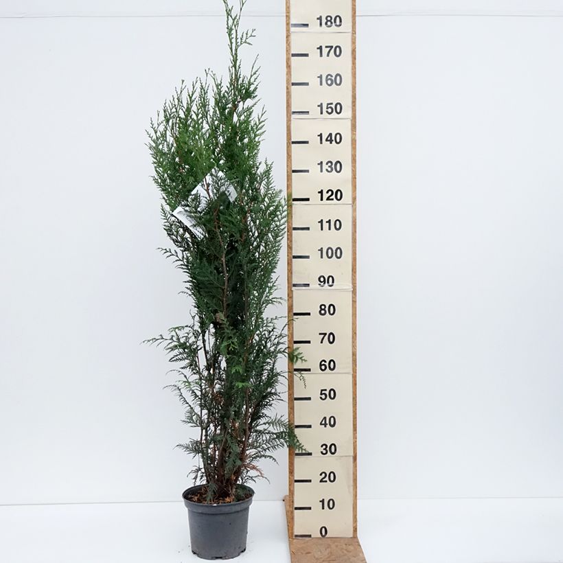 Exemplaar van Thuja plicata Atrovirens - Reuzenlevensboom Pot van 6 l/7 l zoals geleverd in de herfst