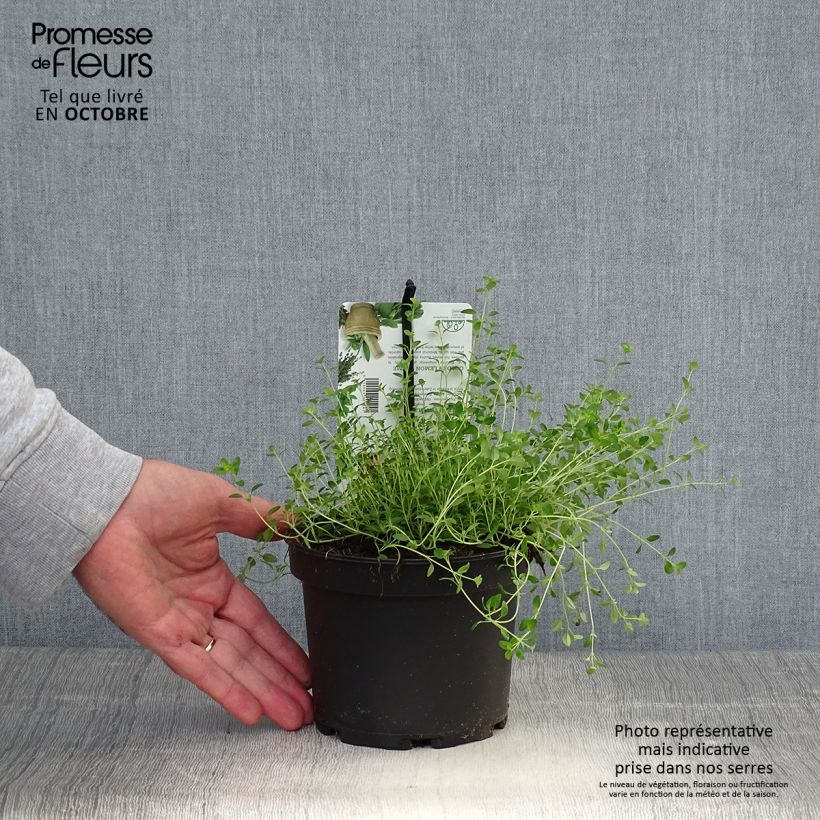 Exemplaar van Thymus citriodorus Bertram Anderson - Citroentijm Pot van 1,5 l/2 l zoals geleverd in de herfst