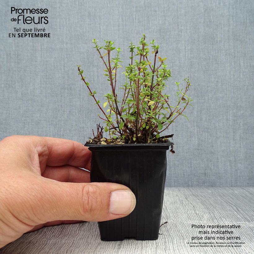 Exemplaar van Citroentijm BIO - Thymus citriodorus Kweekpotje van 8/9 cm zoals geleverd in de herfst
