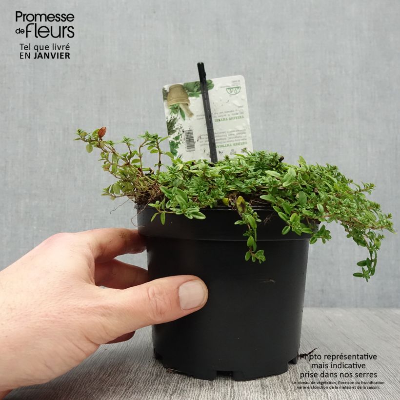 Exemplaar van Thymus citriodorus Aureus - Citroentijm Pot van 1,5 l/2 l zoals geleverd in de winter