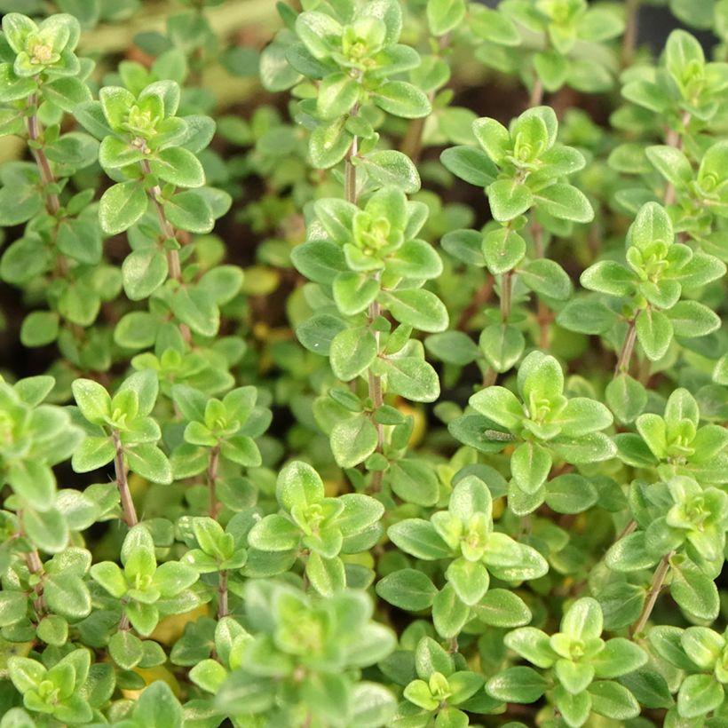 Citroentijm BIO  - Thymus citriodorus (jonge planten) (Blad)