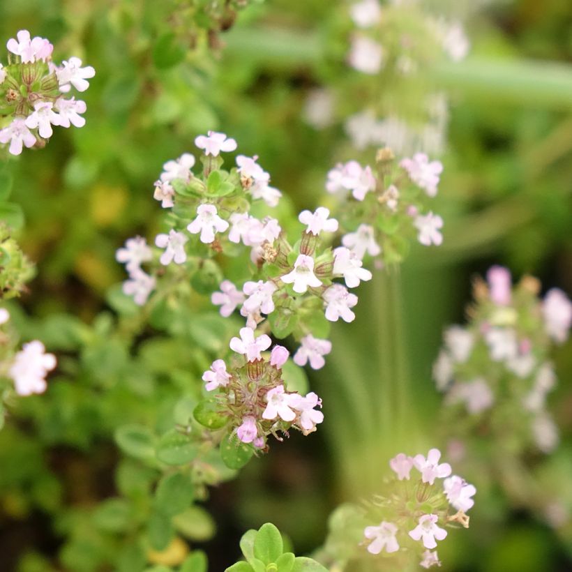 Citroentijm BIO  - Thymus citriodorus (jonge planten) (Bloei)