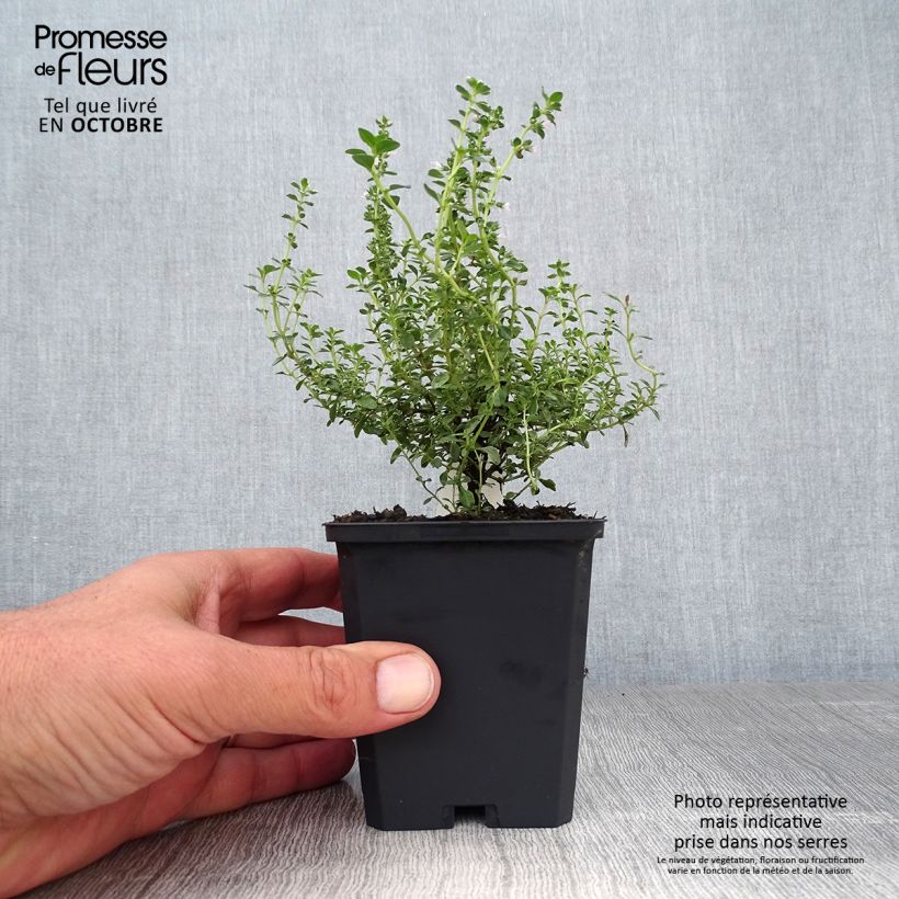 Exemplaar van Thymus citriodorus Silver Queen - Citroentijm Kweekpotje van 8/9 cm zoals geleverd in de herfst
