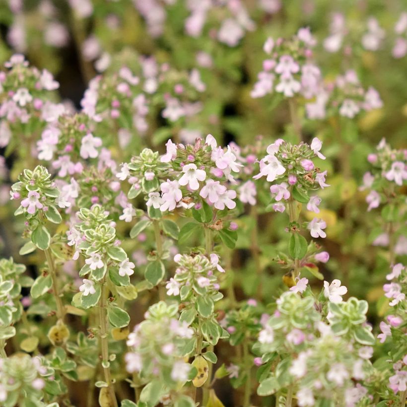 Thymus citriodorus Silver Queen - Citroentijm (Bloei)