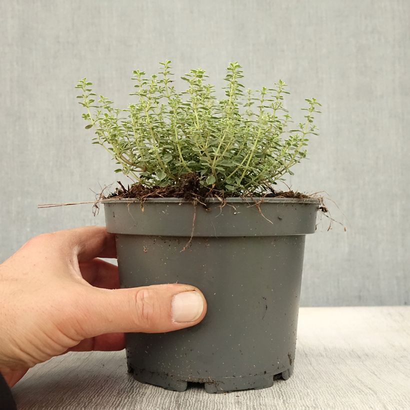 Exemplaar van Thymus citriodorus Silver Queen - Citroentijm Pot van 1,5 l/2 l zoals geleverd in de herfst