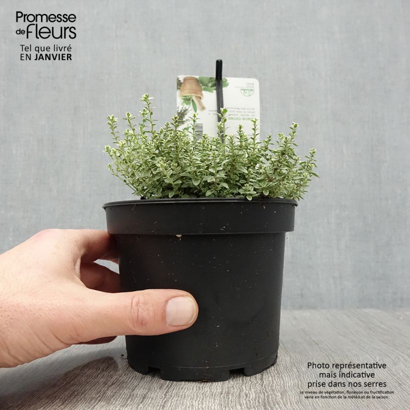 Exemplaar van Thym citron panaché - Thymus citriodorus Silver Queen Pot de 1,5L/2L zoals geleverd in de winter