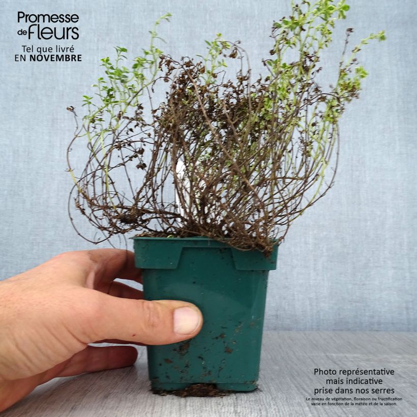 Exemplaar van Tijm Gold (jonge planten) - Thymus vulgaris Pot van 10 cm/11 cm zoals geleverd in de herfst
