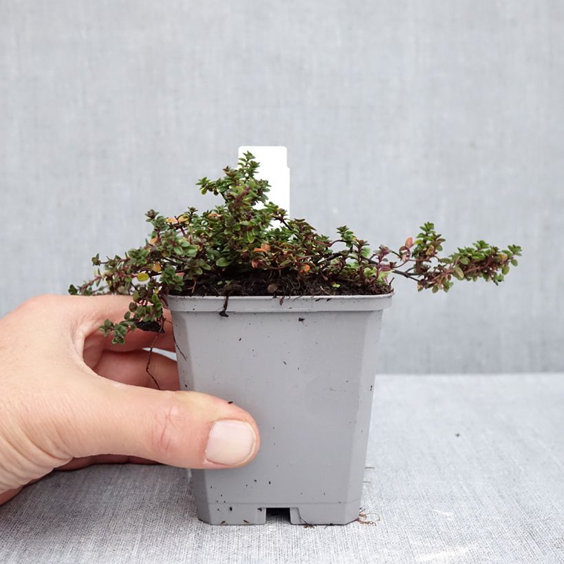 Exemplaar van Thymus citriodorus Doone Valley - Citroentijm Kweekpotje van 8/9 cm zoals geleverd in de herfst