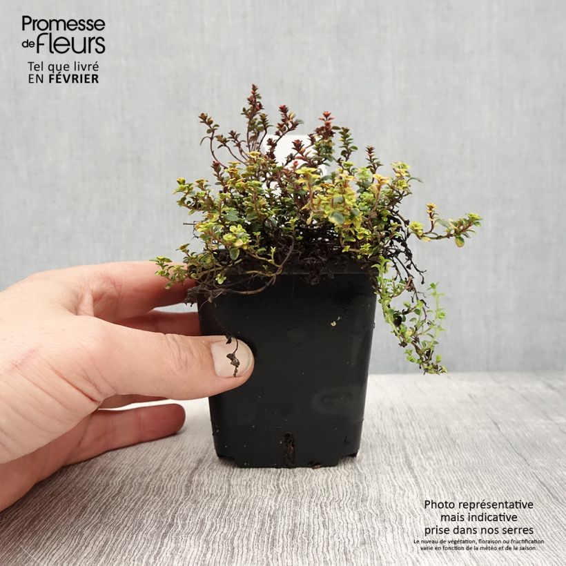 Exemplaar van Thymus citriodorus Doone Valley - Citroentijm Kweekpotje van 8/9 cm zoals geleverd in de winter