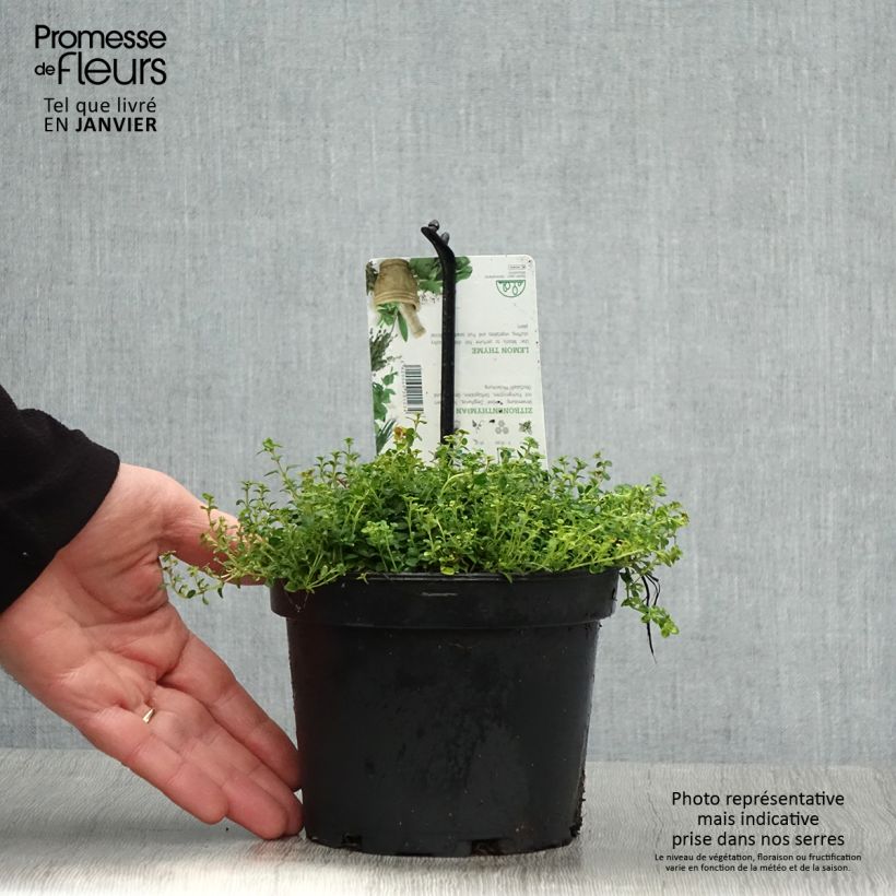 Exemplaar van Thymus citriodorus Doone Valley - Citroentijm Pot van 1 l/1,5 l zoals geleverd in de winter