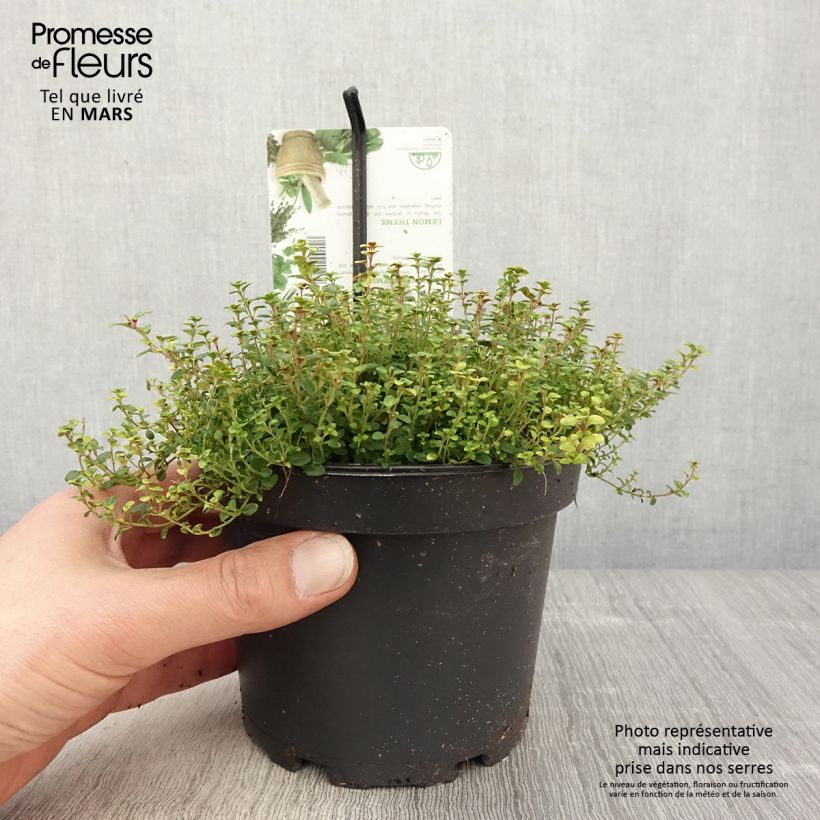 Exemplaar van Thymus citriodorus Doone Valley - Citroentijm Pot van 1 l/1,5 l zoals geleverd in de lente