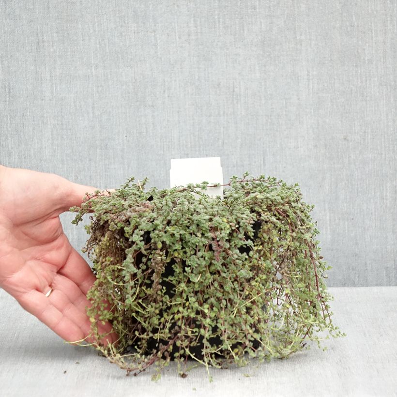 Exemplaar van Thymus pseudolanuginosus - Woltijm Pot van 2 l/3 l zoals geleverd in de herfst