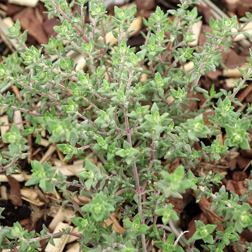 Sinaasappeltijm Fragrantissimus (jonge planten) - Thymus vulgaris (Blad)