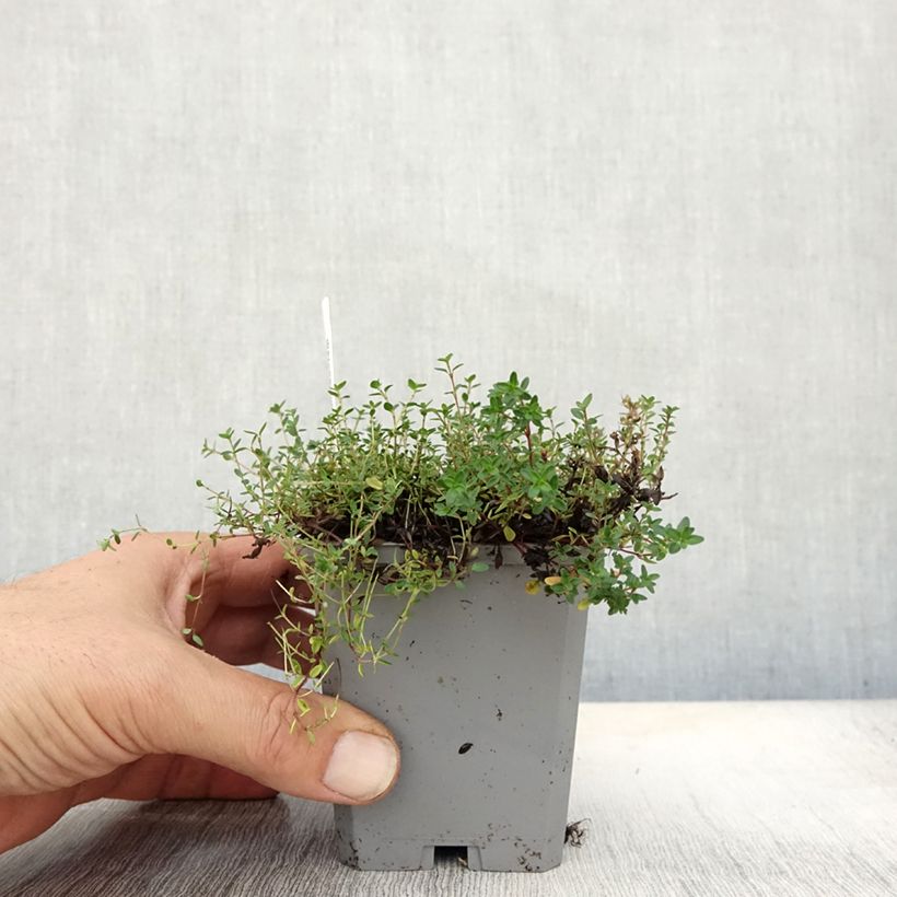 Exemplaar van Thymus praecox Coccineus - Kruiptijm Kweekpotje van 8/9 cm zoals geleverd in de herfst