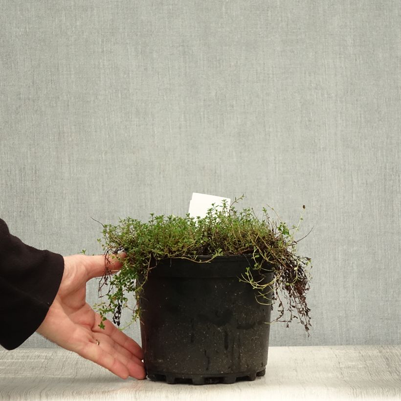 Exemplaar van Thymus praecox Coccineus - Kruiptijm Pot van 2 l/3 l zoals geleverd in de herfst