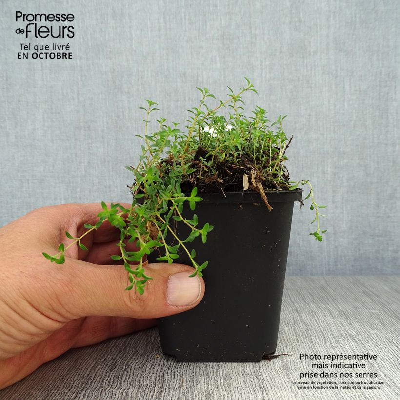 Exemplaar van Thymus praecox Purple Beauty - Kruiptijm Kweekpotje van 8/9 cm zoals geleverd in de herfst
