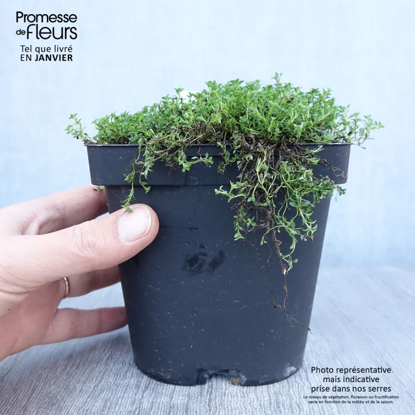 Exemplaar van Thymus praecox Albiflorus - Kruiptijm Pot van 2 l/3 l zoals geleverd in de winter