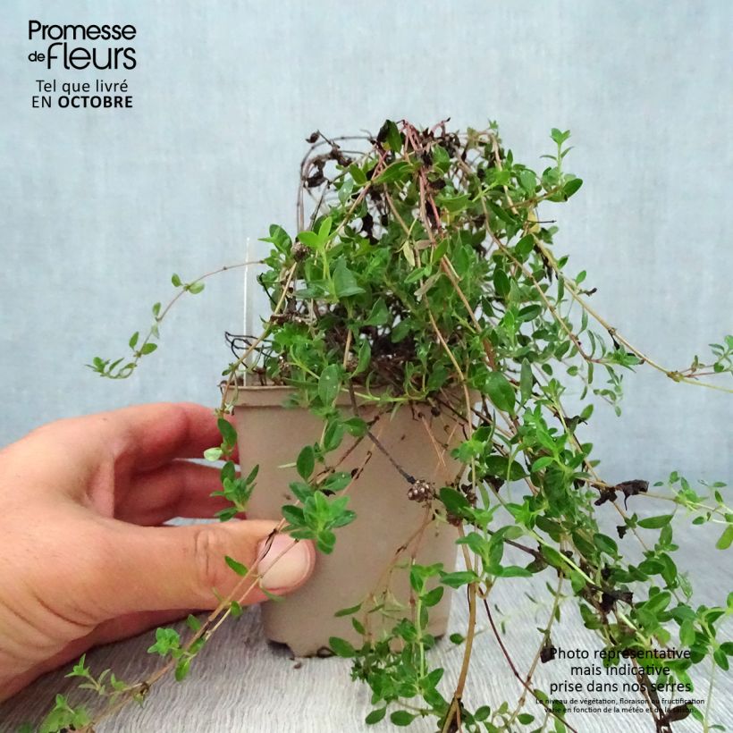 Exemplaar van Thymus serpyllum Elfin - Wilde tijm Kweekpotje van 8/9 cm zoals geleverd in de herfst