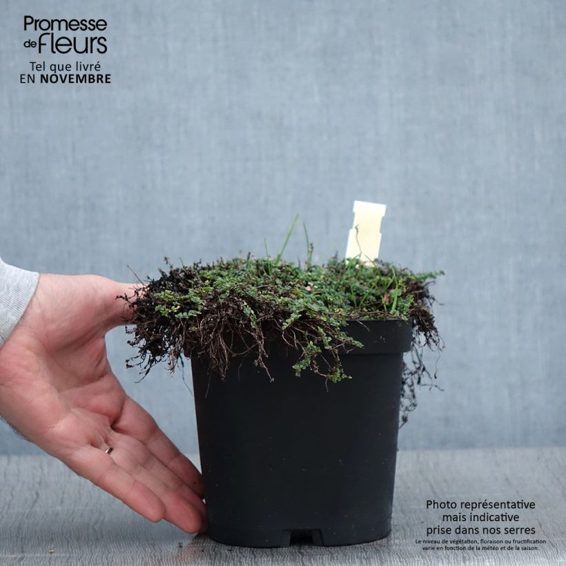 Exemplaar van Thymus serpyllum Elfin - Wilde tijm Pot van 2 l/3 l zoals geleverd in de herfst