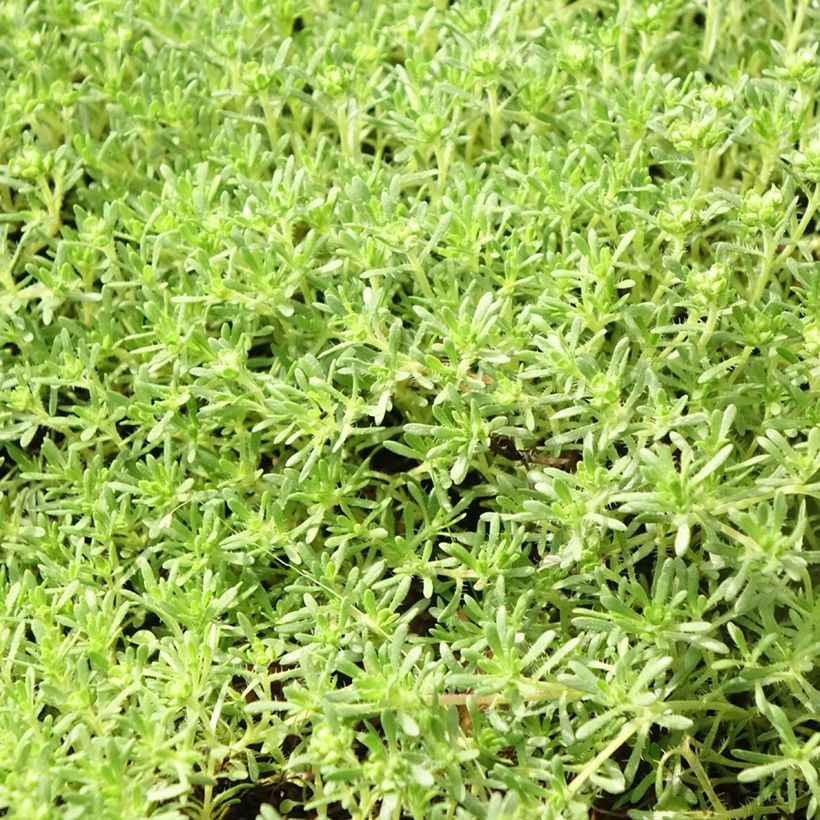 Thymus capitatus - Mediterraanse tijm (Blad)