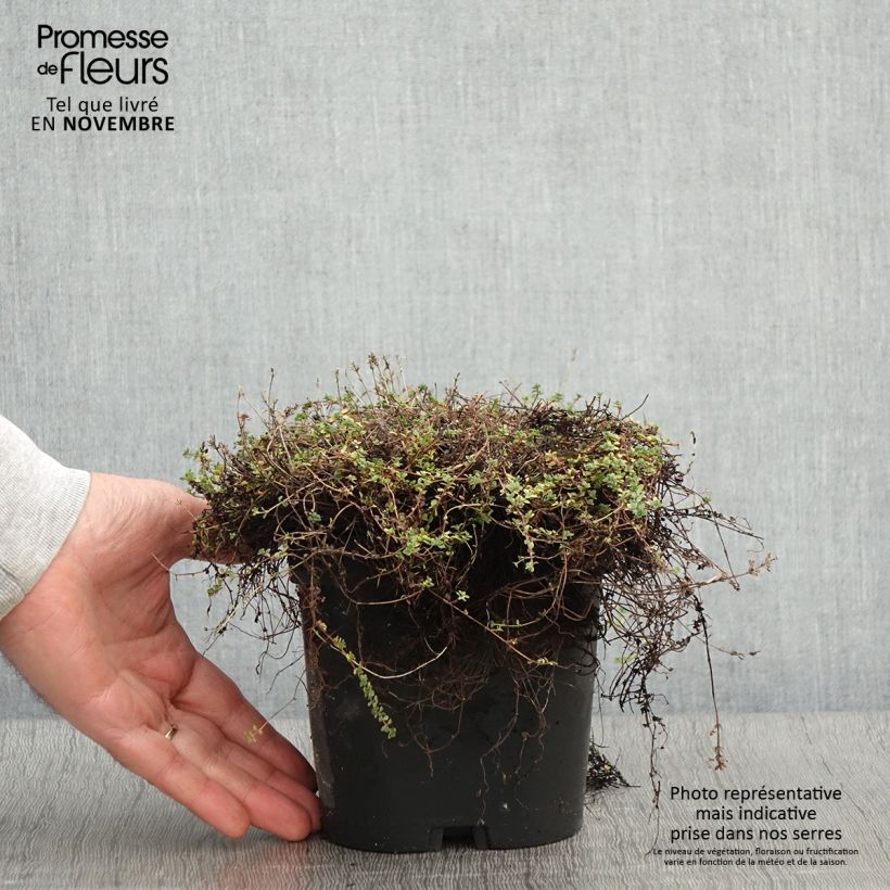 Exemplaar van Thymus hirsutus - Behaarde tijm Pot van 2 l/3 l zoals geleverd in de herfst