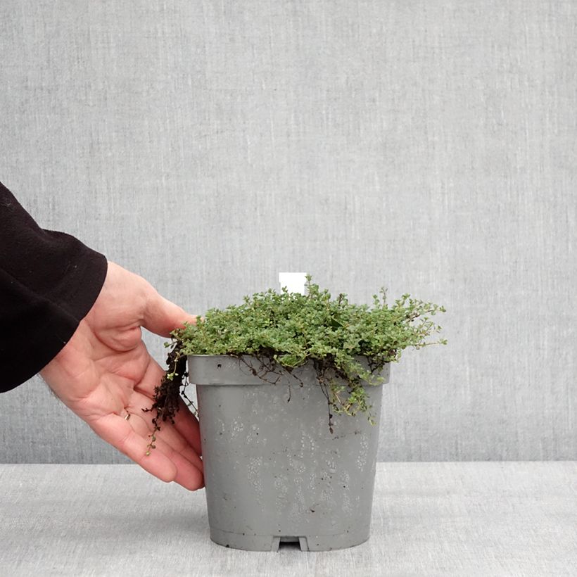 Exemplaar van Thymus hirsutus - Behaarde tijm Pot van 2 l/3 l zoals geleverd in de winter
