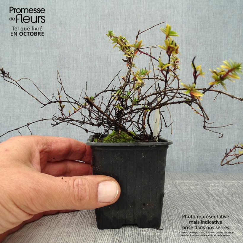 Exemplaar van Thymus longicaulis - Kruiptijm Kweekpotje van 8/9 cm zoals geleverd in de herfst