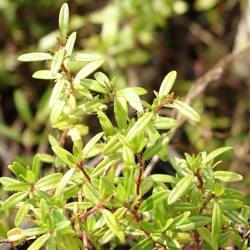 Thymus longicaulis - Kruiptijm (Blad)
