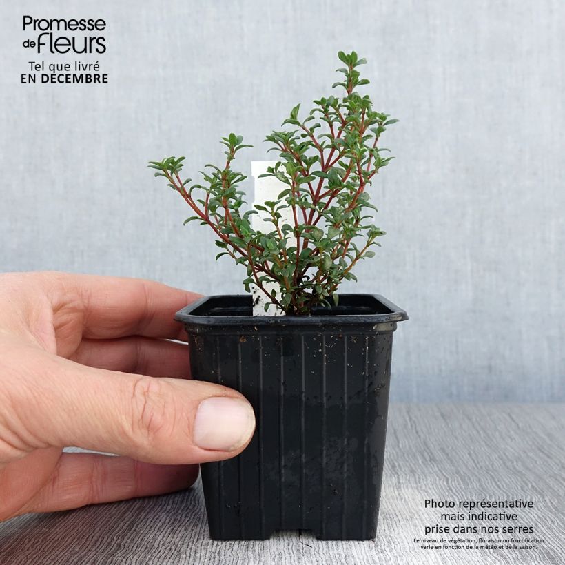 Exemplaar van Thymus mastichina - Spaanse tijm Kweekpotje van 8/9 cm zoals geleverd in de winter