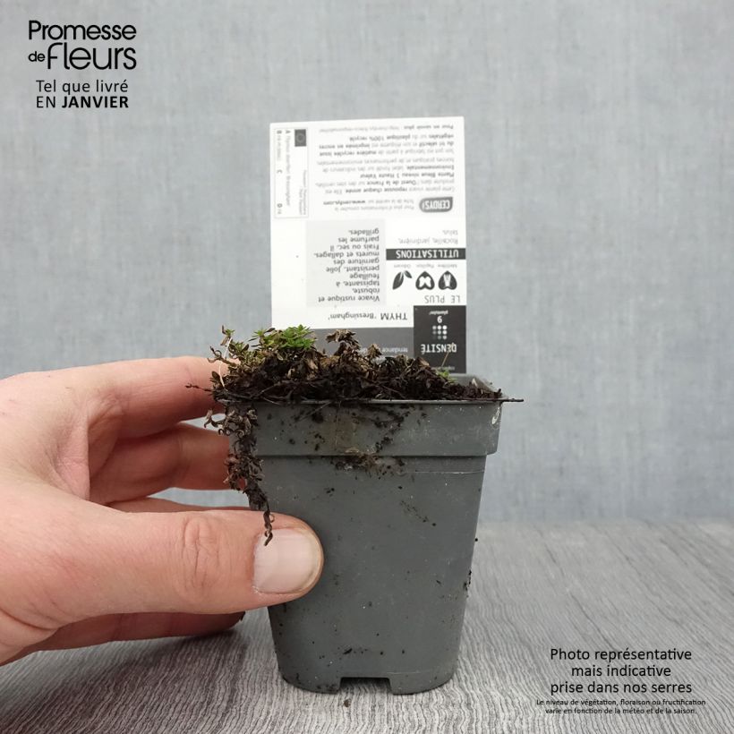 Exemplaar van Thymus praecox Bressingham - Kruiptijm Kweekpotje van 8/9 cm zoals geleverd in de winter